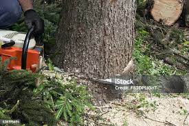 Best Palm Tree Trimming  in Ladera Ranch, CA