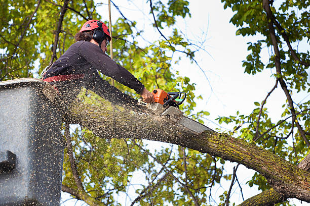 Best Tree Trimming and Pruning  in Ladera Ranch, CA